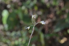 Dendrobium herbaceum